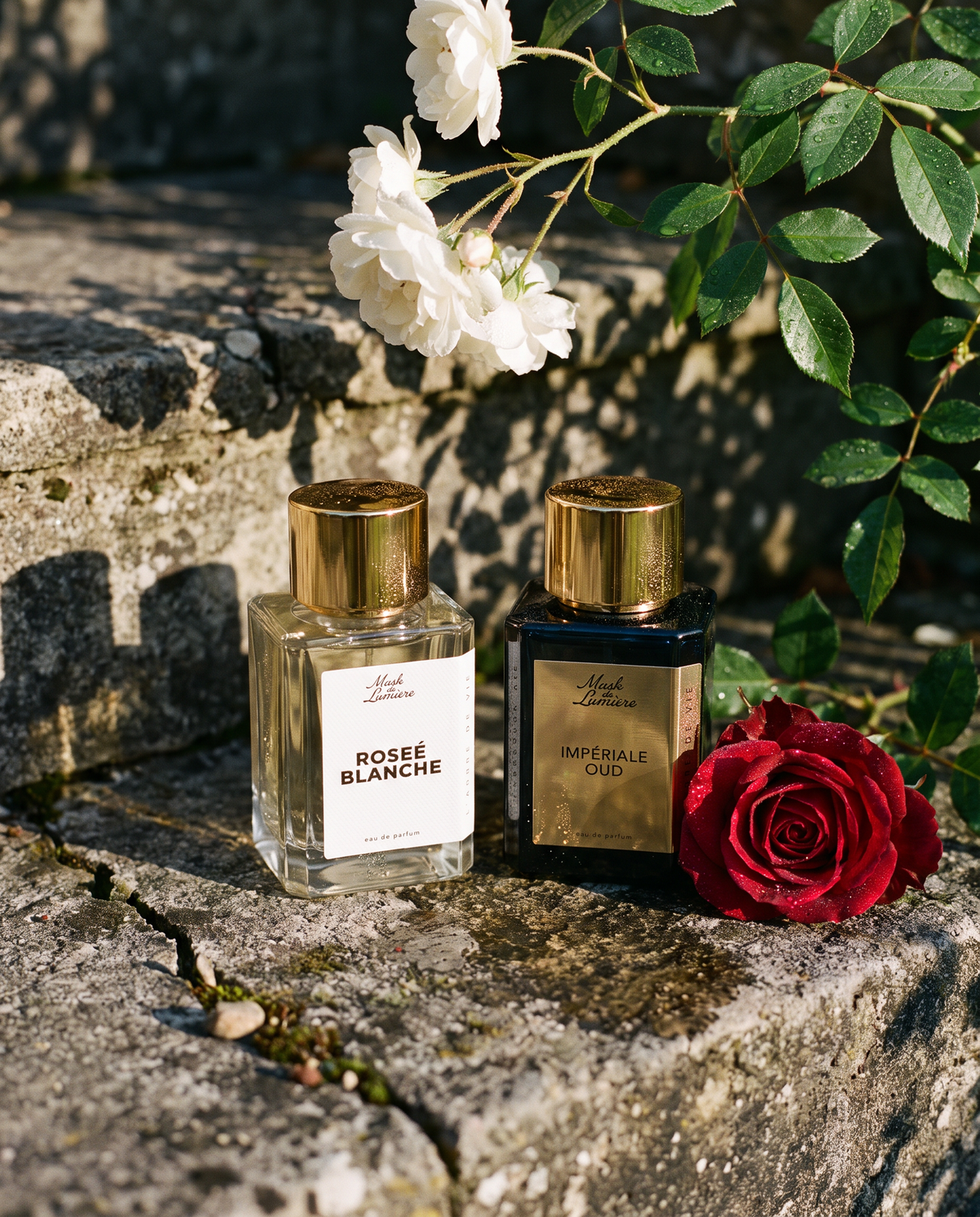 La Rose, deux fois: Rosée Blanche e Impériale Oud sobre un escalón de piedra al amanecer, bajo una rosa trepadora blanca y con una rosa roja al lado