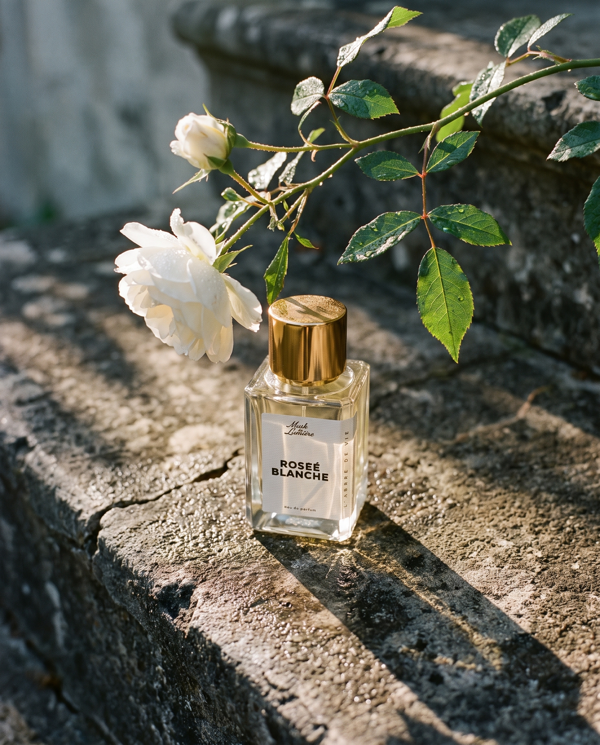 Roseé Blanche eau de parfum by Musk de Lumière on a weathered stone step at dawn beneath a white climbing rose