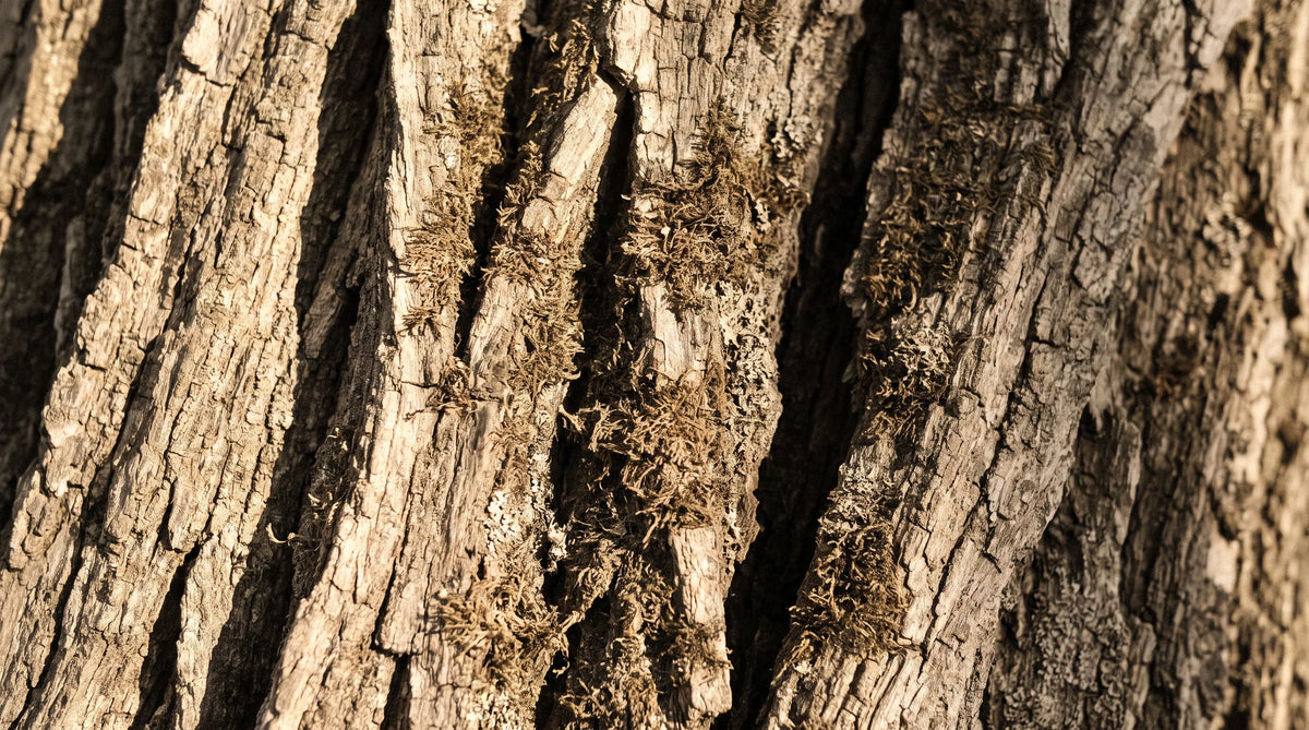 The bark of an old tree in raking light