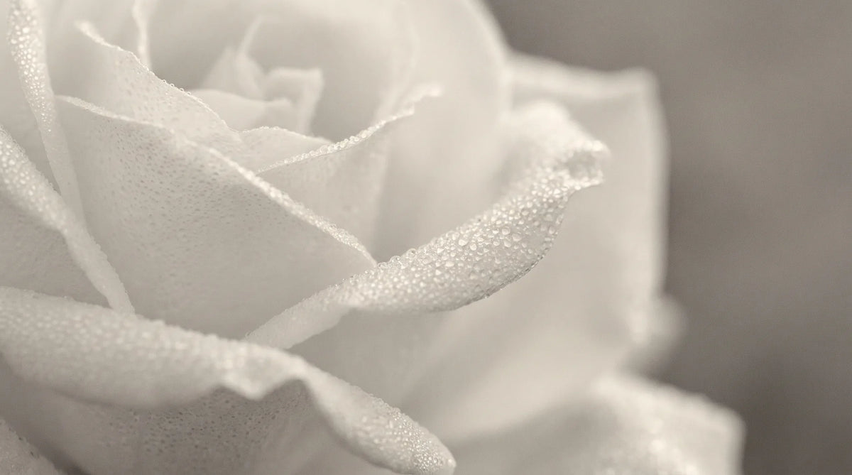 Dew on the edge of a white rose petal at dawn