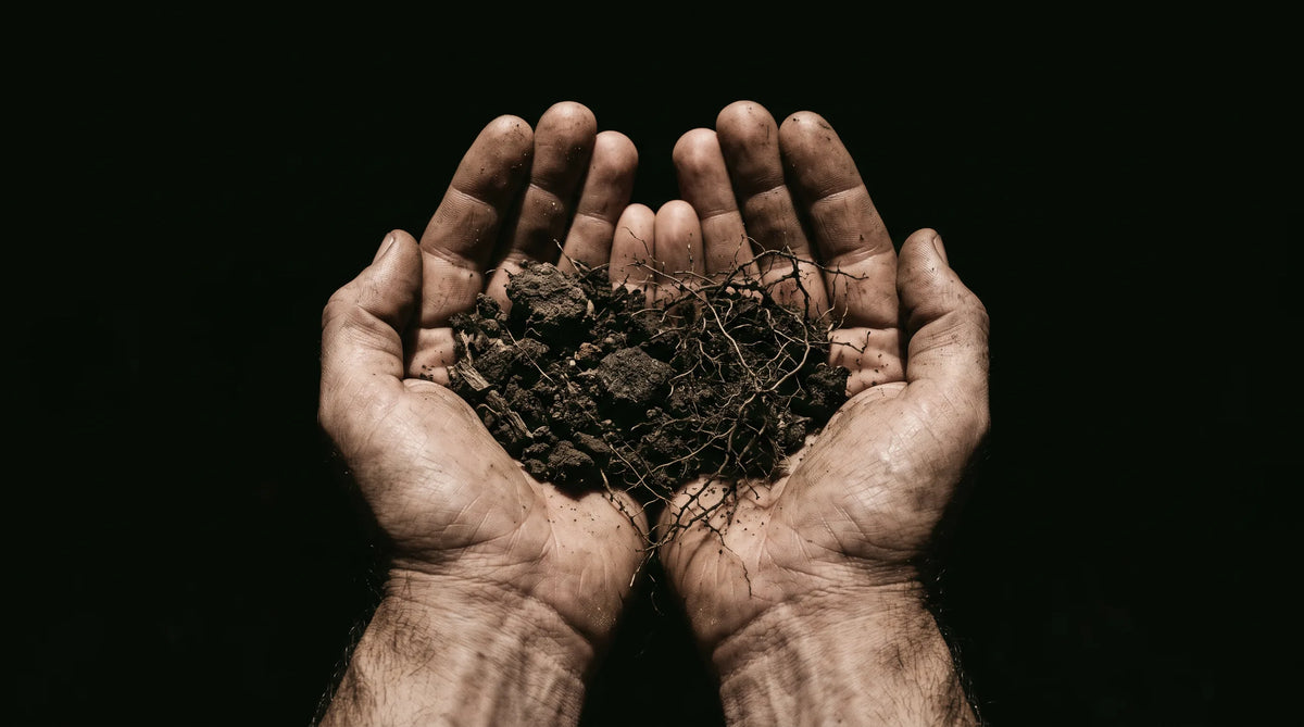 Two hands holding dry earth and fine roots