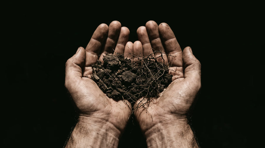 Two hands holding dry earth and fine roots