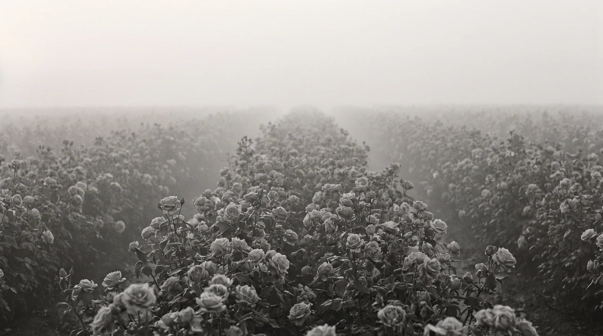 A field of roses at first light with mist between the rows