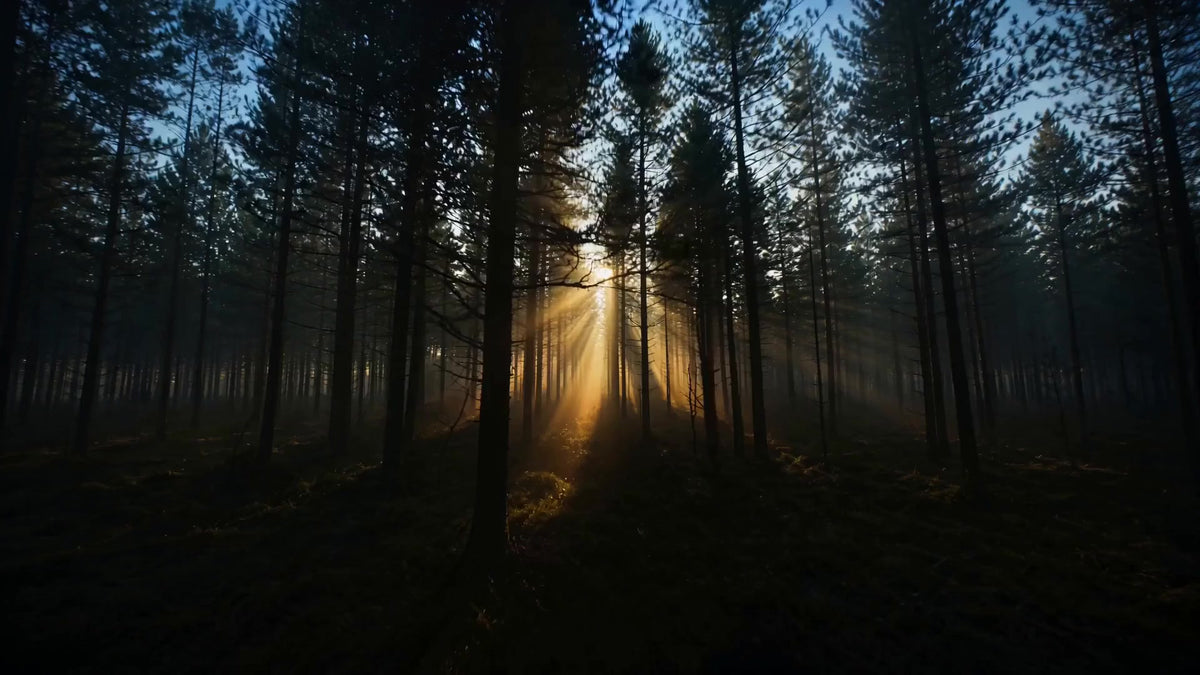Sultanat Oud en el bosque al amanecer: sol entre los pinos, corteza, lavanda, manzana y madera de oud