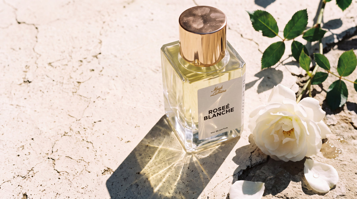 Roseé Blanche sobre piedra agrietada al sol, con una rosa blanca